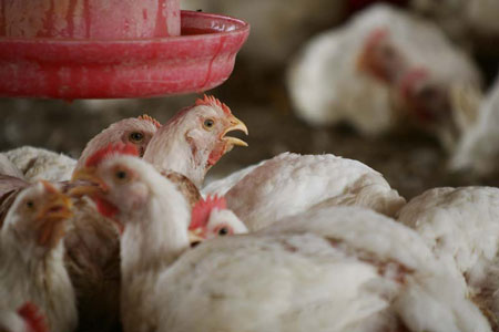 China interzice importurile de carne de pasăre din Brazilia după apariția virusului gripei aviare la o fermă din sudul țării
