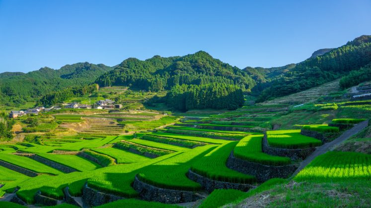 Demisie de onoare în Japonia – Ministrul agriculturii pleacă din guvern după o remarcă nefericită