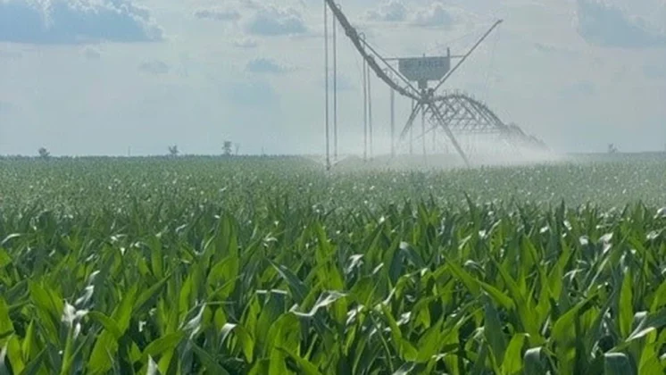  FirstFarms Danezii Realizează 1,8 Milioane Euro din Vânzarea Recoltei 2024, Prețurile Se Mențin Stabile