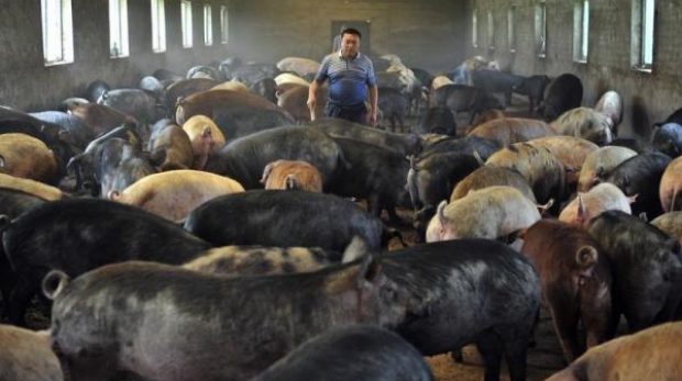 China amână decizia în cazul importurilor de carne de porc din UE