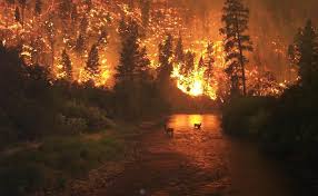 Incendii de amploare în Caraş-Severin