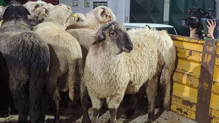 Vizită de lucru a unei delegații a ANSVSA în Algeria, unde a purtat discuții despre consolidarea exporturilor de ovine și carne de ovine în această țară