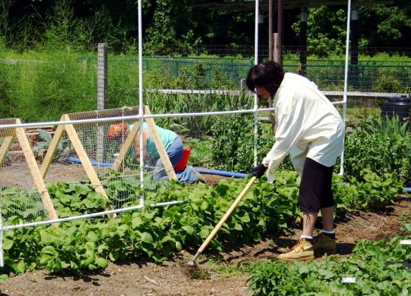 Legumicultorii români pot accesa, începând din 19 ianuarie 2026, fonduri europene de peste 151 de mil. euro