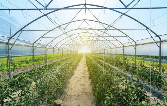 Serele şi solariile nu vor fi impozitate, spune ministrul Agriculturii