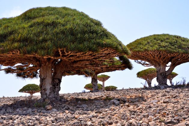 Sute de turiști sunt blocați pe celebra insulă Socotra, care aparține Yemenului, după ce zborurile au fost suspendate în urma luptelor dintre rebeli și forțele guvernamentale