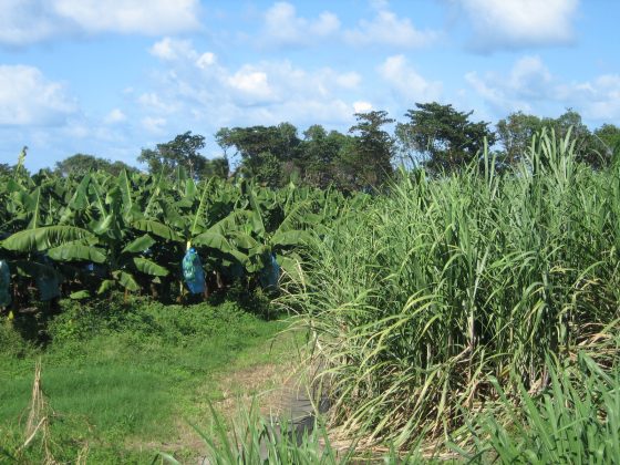 Curtea de Conturi Europeană cere revizuirea sprijinului agricol acordat de UE regiunilor sale ultraperiferice. Cum stă blocul comunitar la producția de banane și trestie de zahăr