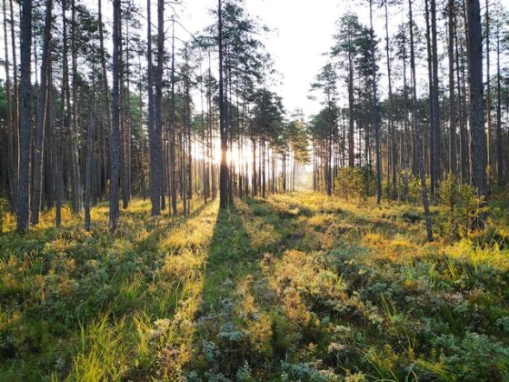 Achiziție RECORD: IKEA ajunge la 500.000 de hectare de pădure după tranzacția de 720 de milioane de euro