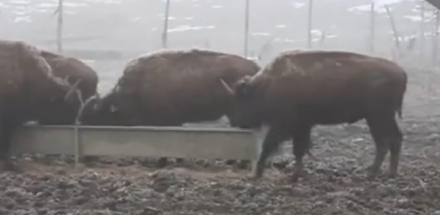 Peste 200 de animale au fost găsite moarte la ferma de bizoni și cerbi din Recea Cristur, județul Cluj. Procurorii au deschis un dosar în rem