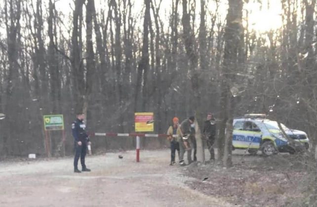Ministerul Mediului: Extinderea drumului forestier din Pădurea Băneasa a fost realizată fără documentația legală și fără aprobări