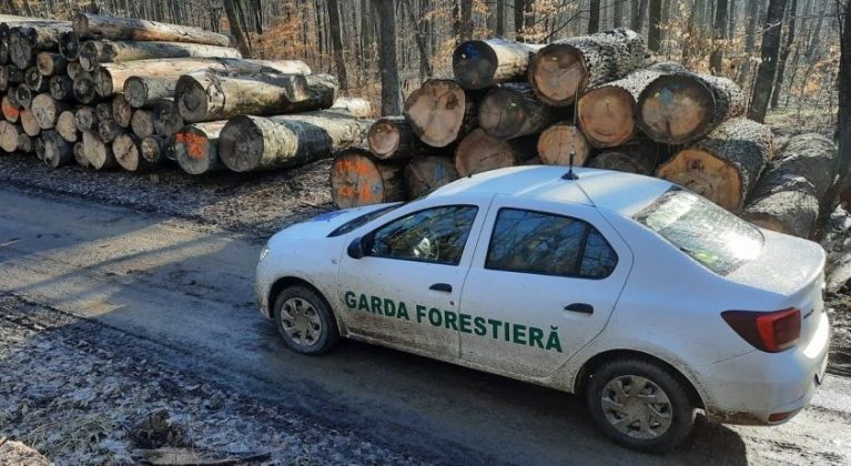 Garda Forestieră a identificat 3.560 metri cubi de material lemnos tăiat ilegal în decembrie 2025