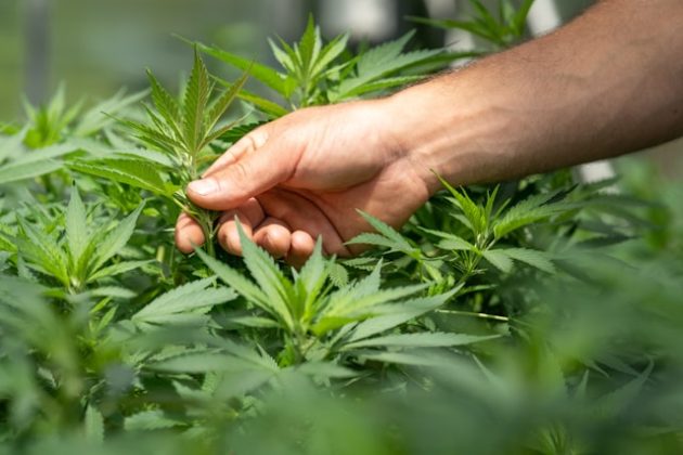 Un mare producător de cânepă închide afacerea din România și pleacă. Olandezii de la HempFlax vând fabrica și 800 de hectare de teren