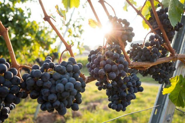 ONIV solicită clarificări din partea Autorității Vamale referitor la garanția de 250.000 de lei pentru micii producători de vin
