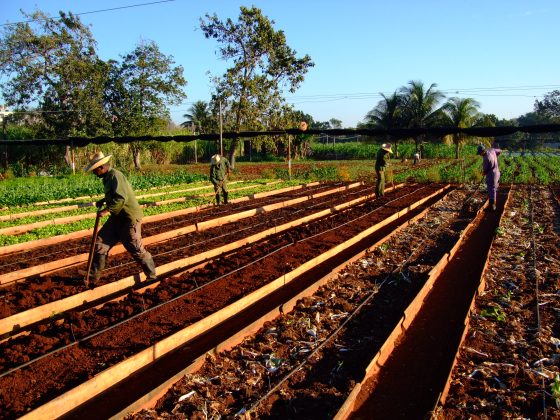 Cuba deschide comercializarea de produse agricole pentru sectorul privat