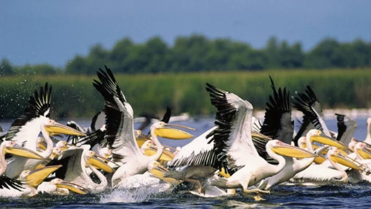 Dispare „direcția-mamut” a Administrației Rezervației Biosferei Delta Dunării. Ce măsuri prevede reorganizarea ARBDD