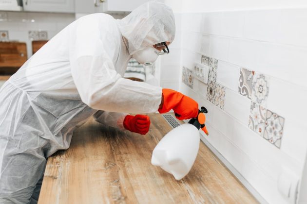 Dezinsecție gândaci – cum te ajută serviciile profesionale să scapi definitiv de gândacii de bucătărie