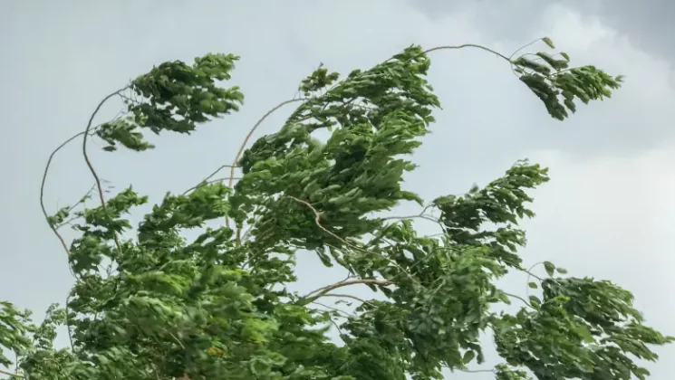 IGSU: Vântul puternic a afectat 56 localităţi din 14 judeţe; copaci doborâţi şi avarii în alimentarea cu energie electrică