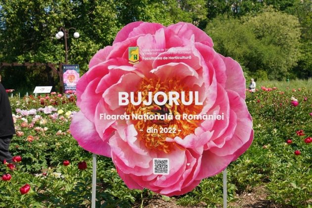 Primul soi de bujor creat în România va purta numele Madrigal