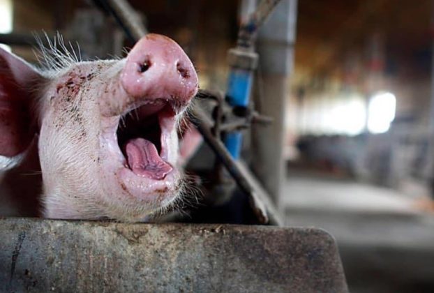 Ce s-a întâmplat cu producţia de carne din România în primul trimestru din 2026 – date INS