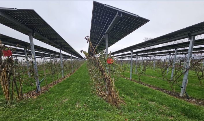 Vaticanul vrea să-și facă propriul parc agrivoltaic