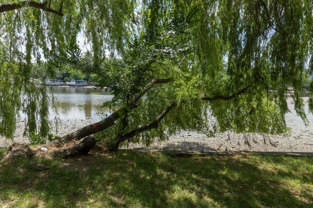 Primăria București va tăia 103 arbori de pe malul Lacului Herăstrău