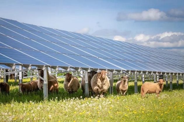 Proiect agrivoltaic de 99 MW în Bihor, gata de construcție