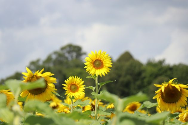 Sprijin de maximum 63 euro/ha pentru fermierii din sectorul vegetal, afectați de seceta pedologică, în 2025 – proiect