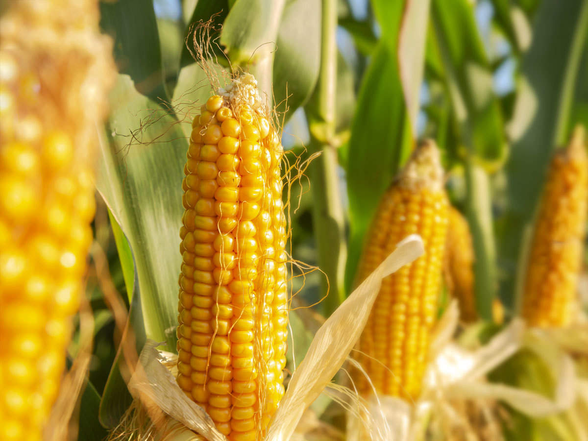 Argentina mizează pe exporturi record de porumb în august-septembrie
