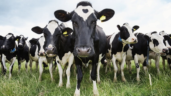 Ajutoare de stat de 52 milioane euro pentru crescătorii de bovine din România afectați de creșterea prețurilor la combustibili. Anun de la Comisia Europeană