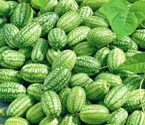 Apare o legumă nouă în grădinile românilor. Stațiunea de Cercetare Buzău va vinde din primăvară răsaduri de castraveți mexicani