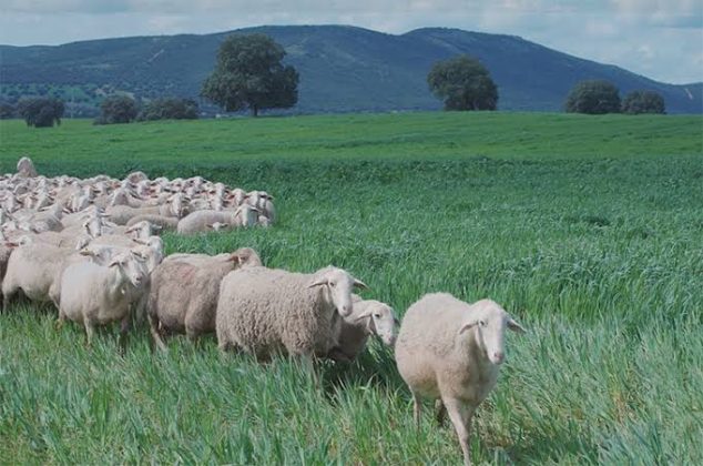 ”Adoptă o oaie” și primești brânză acasă în fiecare lună. Platforma Hambar aduce produsele de la micii producători direct acasă și pregătește adopția de animale, stupi și pomi fructiferi