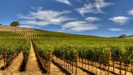 Ajutor pentru vin – Producătorii viticoli pot depune cererile de plată pentru asigurarea recoltei până pe 15 octombrie 2026