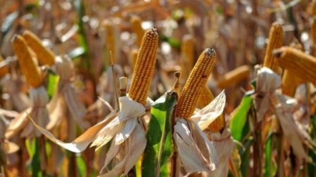 Ajutoare pentru fermieri. Cereri de sprijin pentru culturile de porumb şi floarea-soarelui afectate de secetă în 2025, înscrierile în perioada 12 octombrie – 6 noiembrie 2026