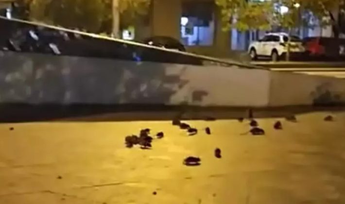 Şobolani în centrul Bucureștiului – Ce măsuri a luat primarul Ciucu
