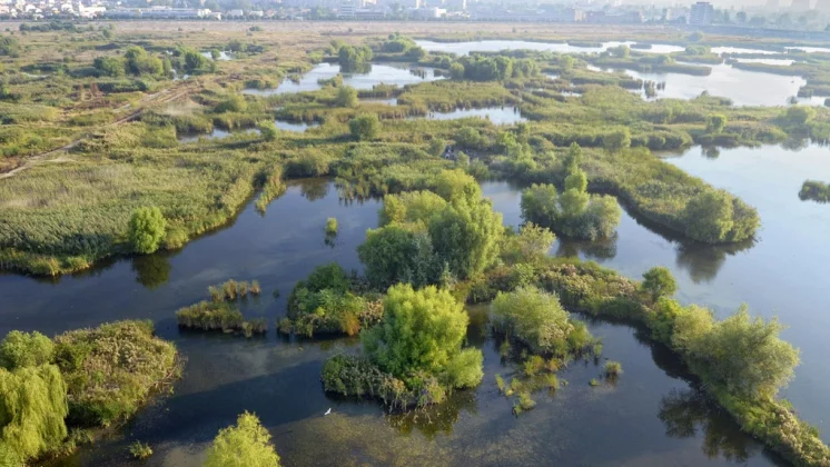 Tururi ghidate gratuite pentru familii în Parcul Natural Văcărești
